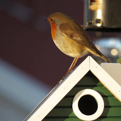 Multihok Cottage Green – WILDLIFE Garden Stijlvol onderdak voor u vogels! - Afbeelding 4