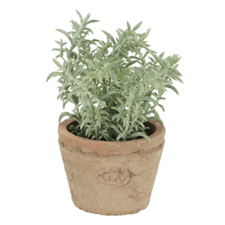 Prachtige plant Tijm in Pot